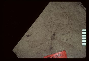 Media type: image;   Entomology PALE-1332 Aspect: counterpart